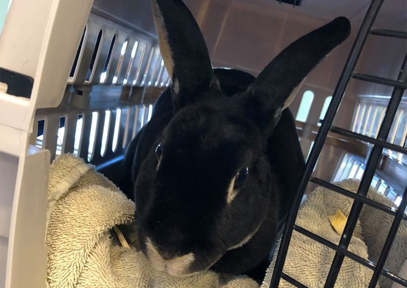 Bellwood Animal Hospital Rockford veterinary hospital