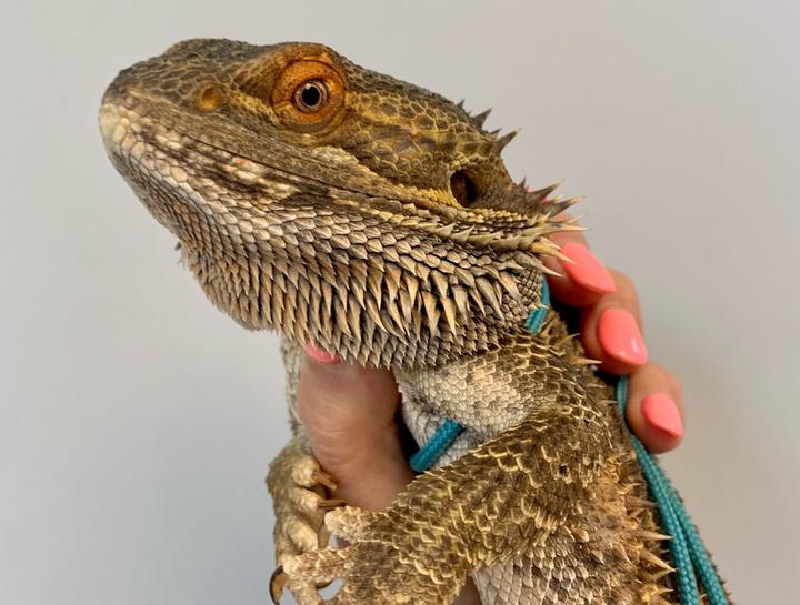 Exotic Vet in $city